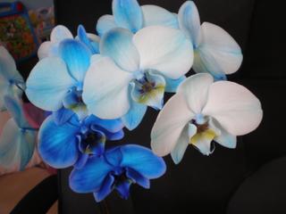 Milovnice orchidejí pozor