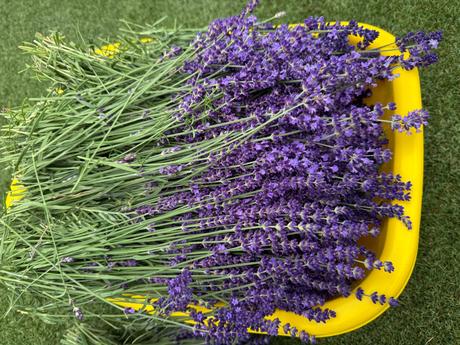 Levandule bio, 