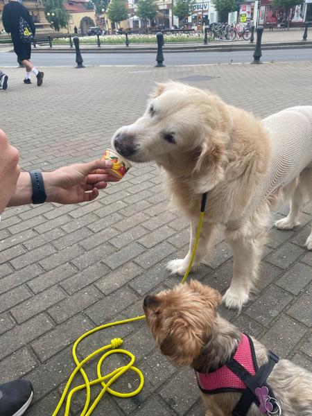 Šťastné stáří Aurelka: Příběh bojovného starého retrívra