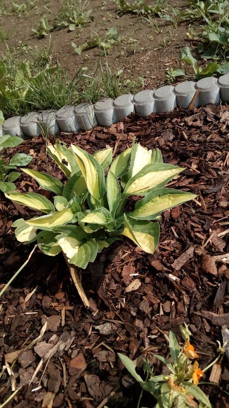Sazenice hosta gipsy rose, 