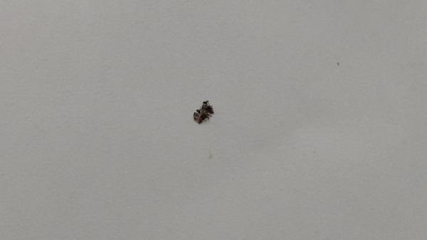 Může to být štěnice?