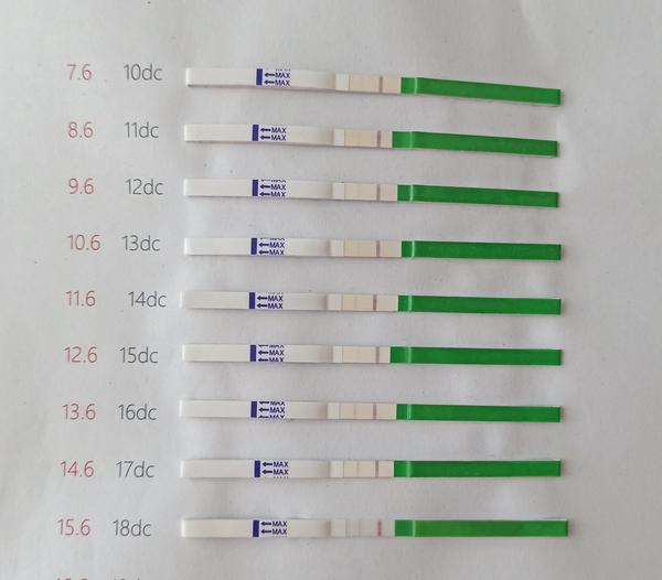 Je možné, že ovulace proběhla včera?