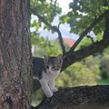 novy clen rodiny sunny