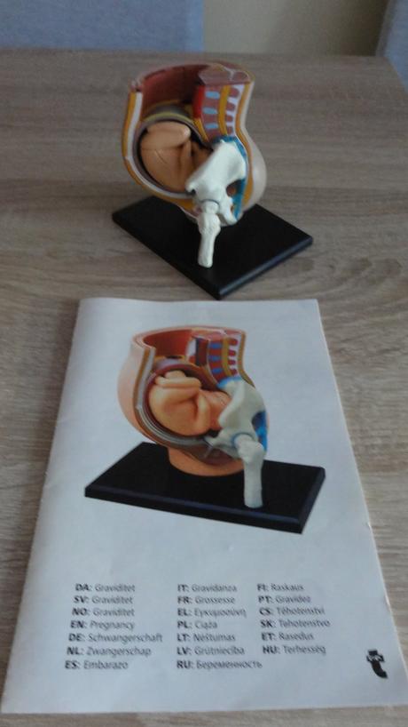 Model ženské pánve s plodem rozkládatelný, 