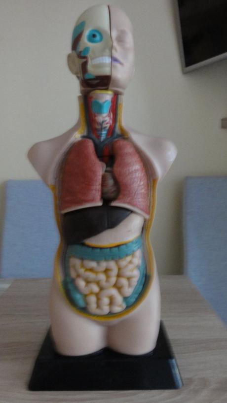 Trup - lidské tělo s vyjímatelnými orgány,