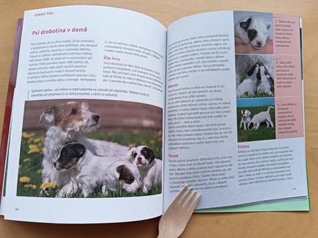 Parson a jack russell terriér - karin wegner, 