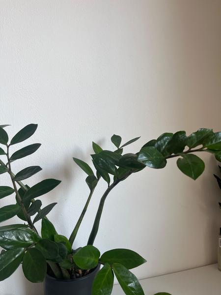 Proč rostlina kulkas zamiolistý bledne a co s tím?