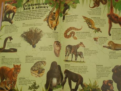 Kniha moje první kniha předškoláka a prvňáka,