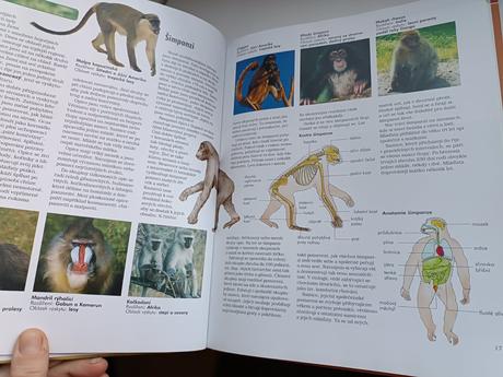 Encyklopedie savci, 