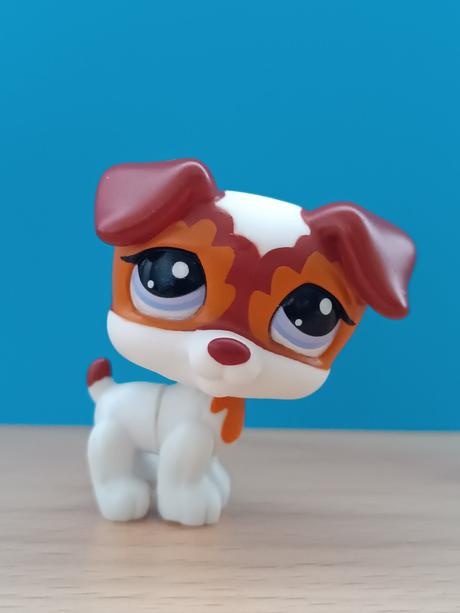 Lps pejsek jack russell teriér,