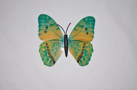 Motýl připínací,