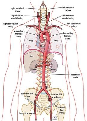 Srdce, cévy, aorta