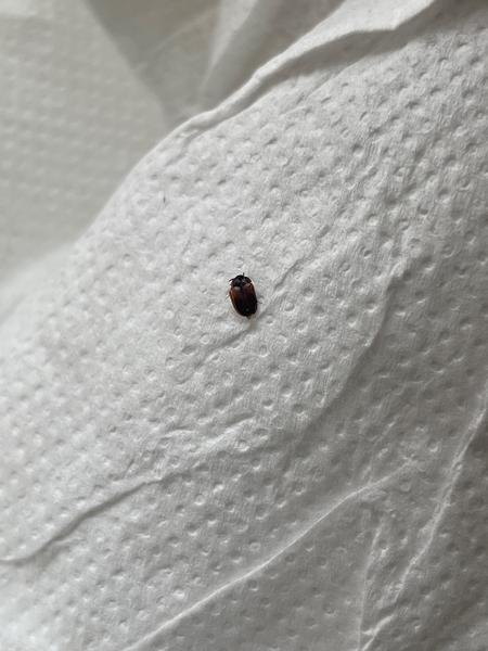 Jak identifikovat chrobáka z přiložených fotografií?