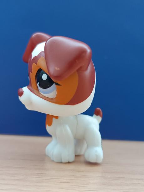 Lps jack russell teriér, 