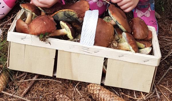 Může dítěti ublížit syrový hřib? Zkušenosti rodičů