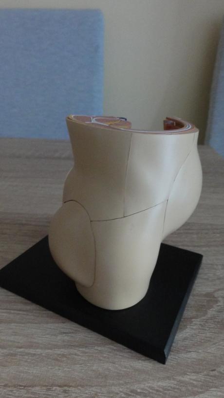 Model ženské pánve s plodem rozkládatelný, 