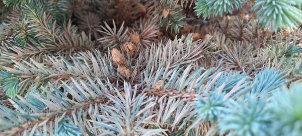 Zahradnice pomoc. Je tohle napadení mšicemi?