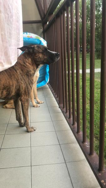 Jak zabránit štěkání psa při odchodu z domova?