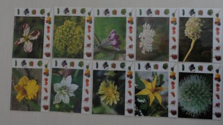 Mětontessori kartičky - květ a zelenina, 