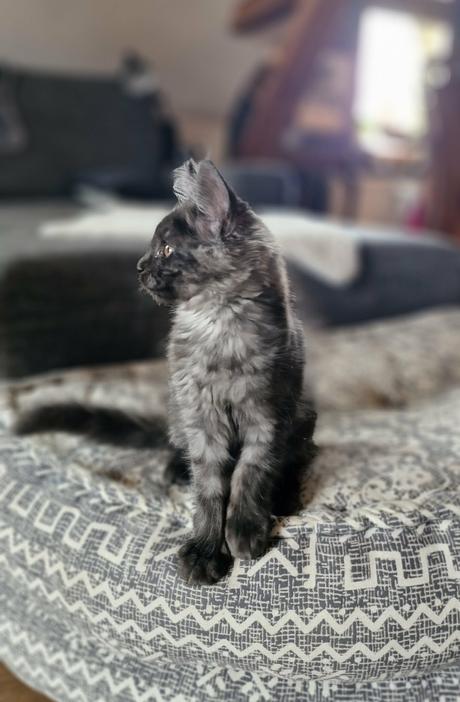 11ti týdenní mainská mývalí kočička s pp - pixi, 