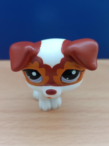 Lps jack russell teriér, 