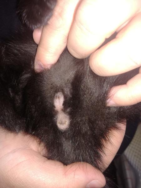 Nalezené kotě, potřebuji pomoct s pohlavím