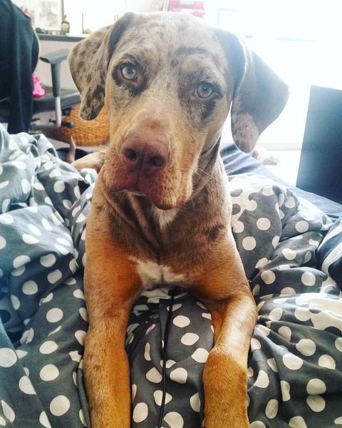 Pořídit ještě jednoho pejska?