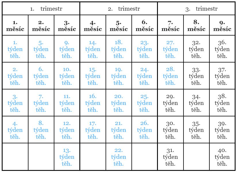 28. týden těhotenství