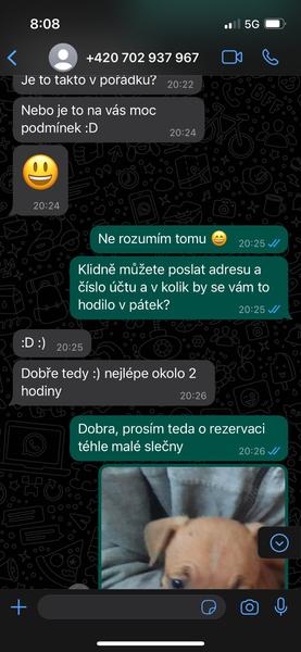 Podvodné nabídky stafordšírského bulteriéra. Jak se nenechat napálit?