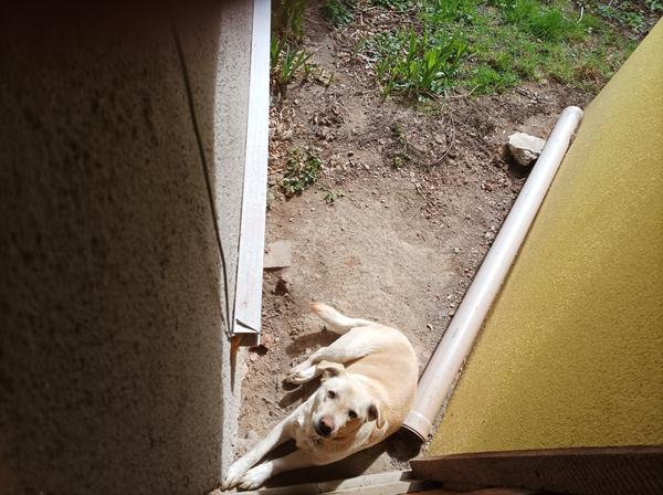 Co dělat s opuštěným psem u sousedů?