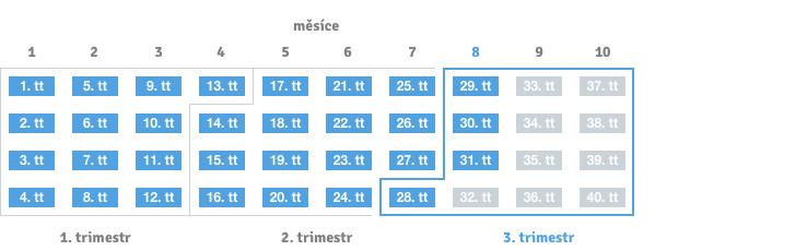 31. týden těhotenství