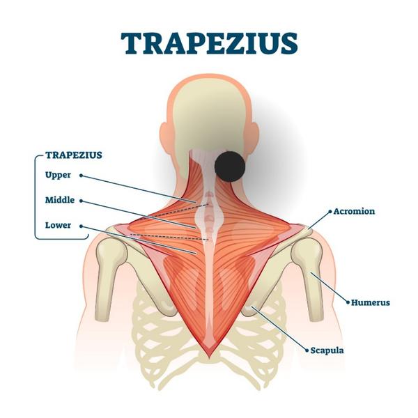 Boule na krku. Je tvrdší, máte zkušenost?