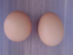 Vajíčka a výživa ve třetím trimestru těhotenství