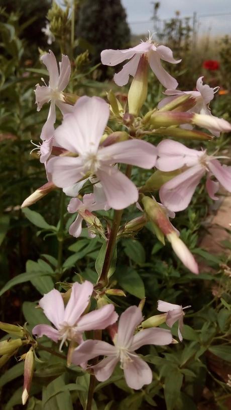 Mydlice lékařská -sazenice léčivka, 