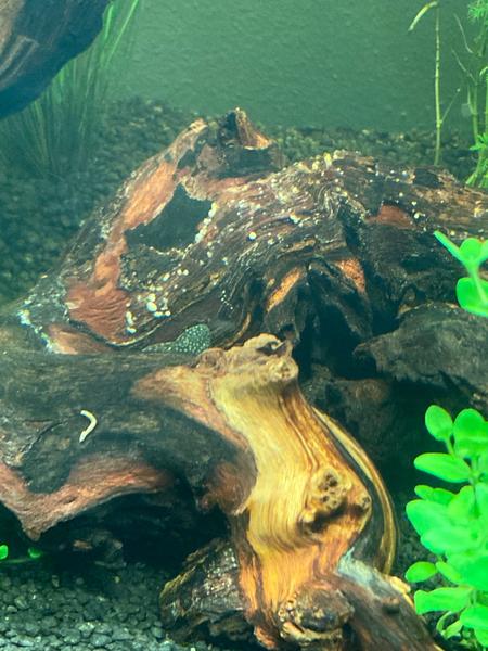 Odborná otázka pro akvaristy