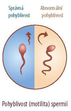 Spermie a jejich motilita Spermie a jejich motilita