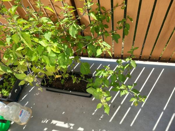 O jakou rostlinu z chilli papriček se jedná?