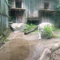 liberecka zoo cetla jsem tady od vas n