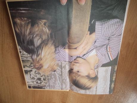 Jorkšírský teriér, 