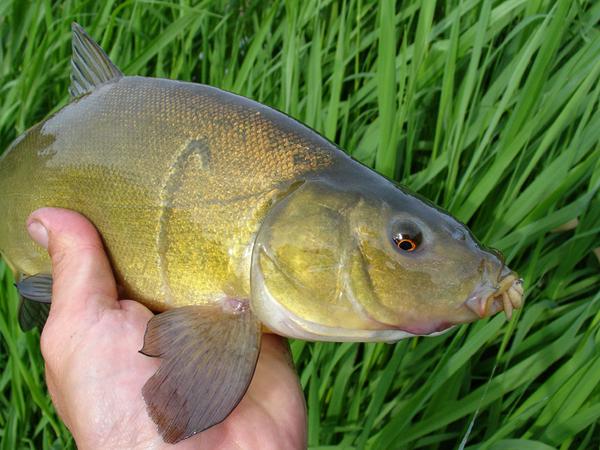 Poptavám menší rybky. Nabídnete?