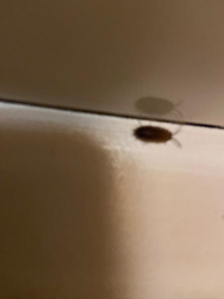 Štěnice v bytě: Jak je identifikovat?