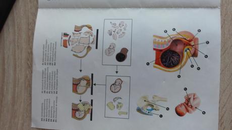 Model ženské pánve s plodem rozkládatelný, 