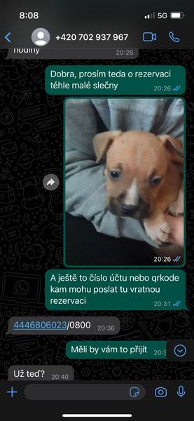 Podvodné nabídky stafordšírského bulteriéra. Jak se nenechat napálit?