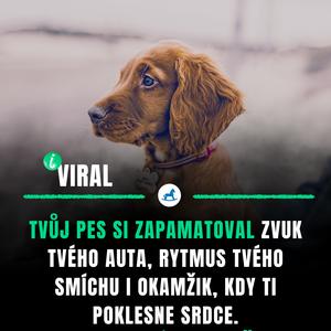 Pes ví, jak se cítíš, ještě než to řekneš. Tohle maminky dojalo.