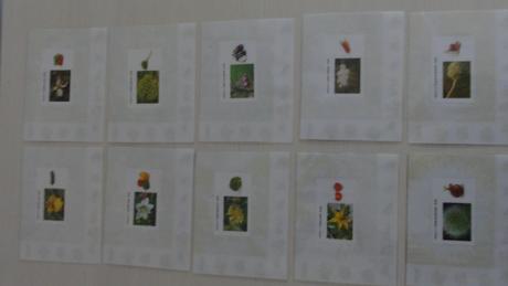 Mětontessori kartičky - květ a zelenina, 