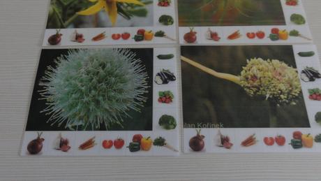 Mětontessori kartičky - květ a zelenina, 