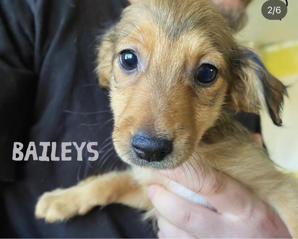 Jak zjistit plemeno psa podle fotografie?