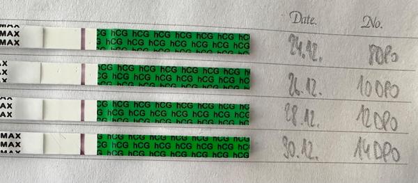 14 dnů po ovulaci. Bude to těhotenství?