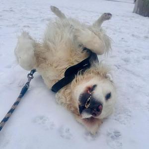 @anitta: Pohodinda venčení 😁