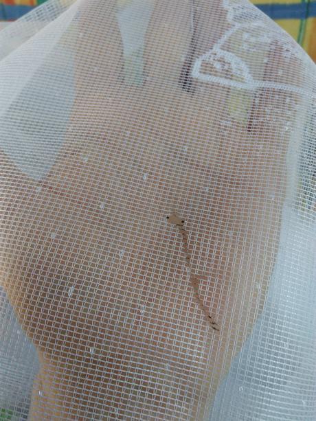 Závěsy,záclony rákosníček,